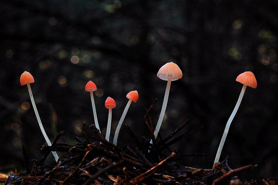 �Mycena adonis var. adonis (Bull.) Gray (1821)?
